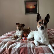 Home Owner wanting sitter in , New South Wales