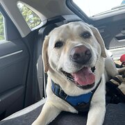 Home Owner wanting sitter in Canberra, New South Wales