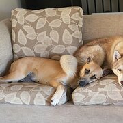 Home Owner wanting sitter in Brisbane , Queensland