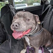 Home Owner wanting sitter in Monavale , New South Wales