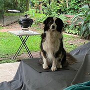 Home Owner wanting sitter in Brisbane , Queensland