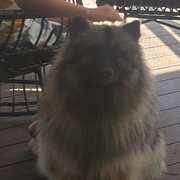 Home Owner wanting sitter in , Queensland