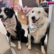 Home Owner wanting sitter in Brisbane, Queensland