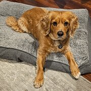 Home Owner wanting sitter in Adelaide, South Australia