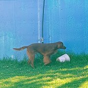 Home Owner wanting sitter in Perth, Western Australia