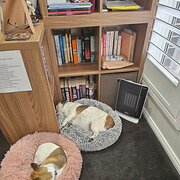 Home Owner wanting sitter in , New South Wales