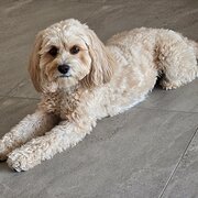 Home Owner wanting sitter in , Queensland