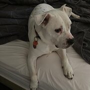 Home Owner wanting sitter in , Western Australia