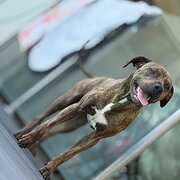 Home Owner wanting sitter in Perth, Western Australia