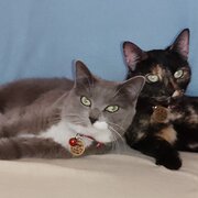 Home Owner wanting sitter in , Queensland