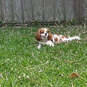 Home Owner wanting sitter in , Queensland