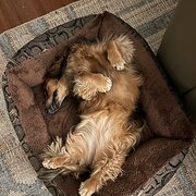 Home Owner wanting sitter in Melbourne, Victoria