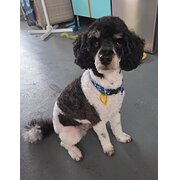 Home Owner wanting sitter in , Queensland