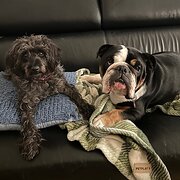 Home Owner wanting sitter in Sydney, New South Wales