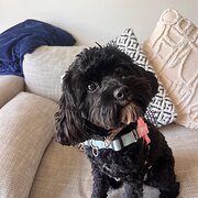 Home Owner wanting sitter in , Victoria