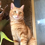 Home Owner wanting sitter in Melbourne, Victoria