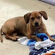 Home Owner wanting sitter in Brisbane, Queensland