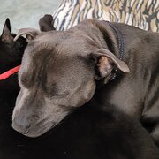 Home Owner wanting sitter in Canberra, Australian Capital Territory