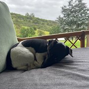 Home Owner wanting sitter in Port Macquarie , New South Wales