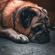 Home Owner wanting sitter in Brisbane, Queensland