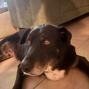 Home Owner wanting sitter in Sydney, New South Wales