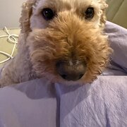 Home Owner wanting sitter in , Western Australia