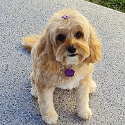 Home Owner wanting sitter in Newcastle, New South Wales