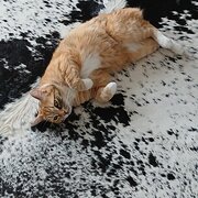 Home Owner wanting sitter in , New South Wales