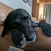 Home Owner wanting sitter in , Victoria