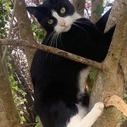 Home Owner wanting sitter in , Victoria