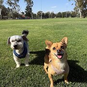 Home Owner wanting sitter in , Australian Capital Territory