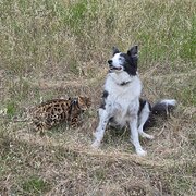 Home Owner wanting sitter in Adelaide (50 minutes), South Australia