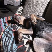 Home Owner wanting sitter in , New South Wales