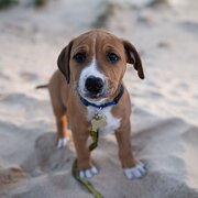 Home Owner wanting sitter in , Western Australia