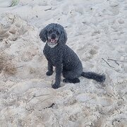 Home Owner wanting sitter in Nowra, New South Wales