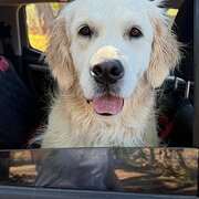 Home Owner wanting sitter in Bunbury, Western Australia