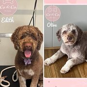 Home Owner wanting sitter in Mornington/Melbourne, Victoria