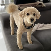 Home Owner wanting sitter in Melbourne, Victoria