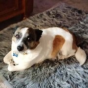 Home Owner wanting sitter in Bairnsdale, Victoria