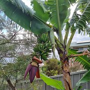 Home Owner wanting sitter in Port Macquarie , New South Wales