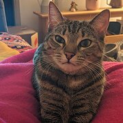 Home Owner wanting sitter in , Victoria