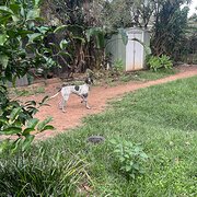 Home Owner wanting sitter in Brisbane, Queensland