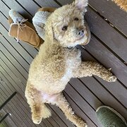 Home Owner wanting sitter in Blue Mountains (Sydney), New South Wales