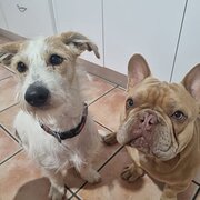 Home Owner wanting sitter in Townsville, Queensland