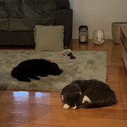 Home Owner wanting sitter in Brisbane, Queensland