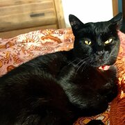 Home Owner wanting sitter in , South Australia