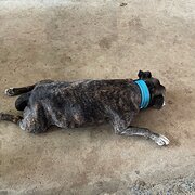 Home Owner wanting sitter in Ipswich, Queensland