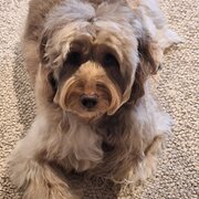 Home Owner wanting sitter in , Australian Capital Territory