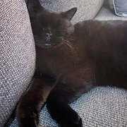 Home Owner wanting sitter in Woodford, New South Wales