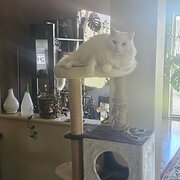 Home Owner wanting sitter in Perth, Western Australia